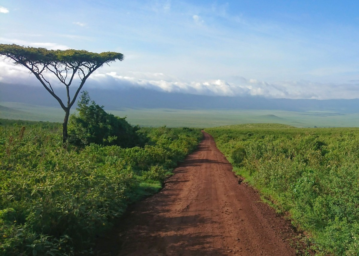 Scenic dirt road through lush vegetation with acacia tree, Ngorongoro Crater Tanzania