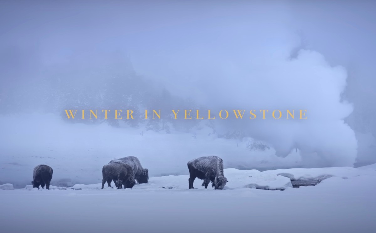 Yellowstone in extreme winter -37F frozen landscape bison in snow