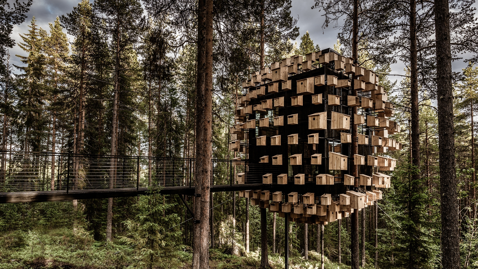 wild tree house